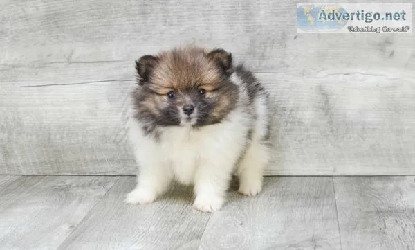 Quality pomeranian puppies for sale