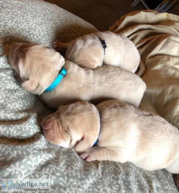Yellow Lab Puppies
