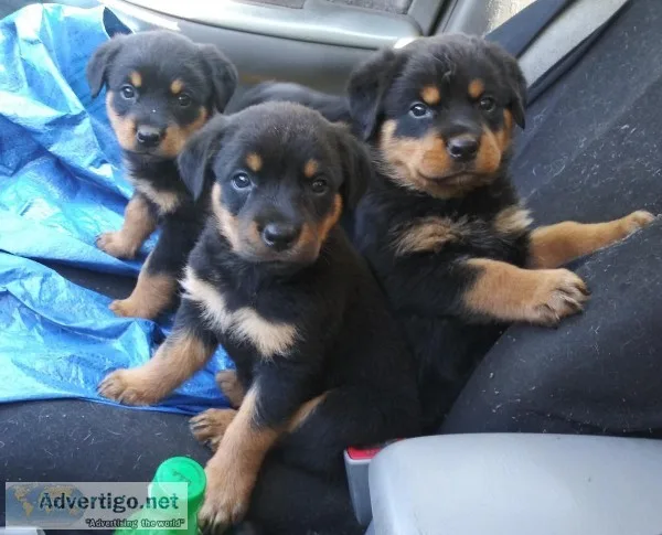 German Rottweiler puppy