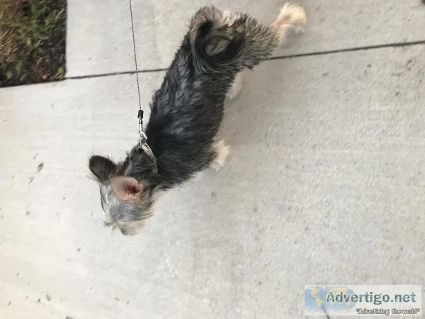Chorkie for sale