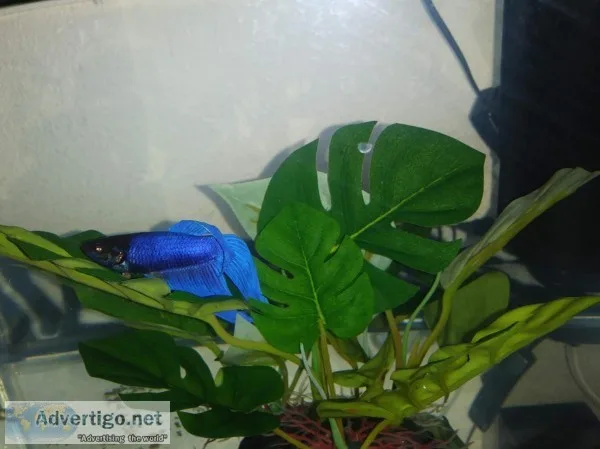 BEAUTIFUL BETTA  5GAL TANK