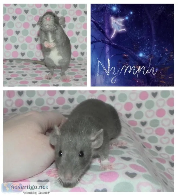 Pet Rats