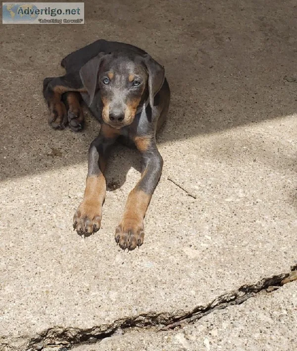 Lg Breed Dobeman Pincher Puppies for sale