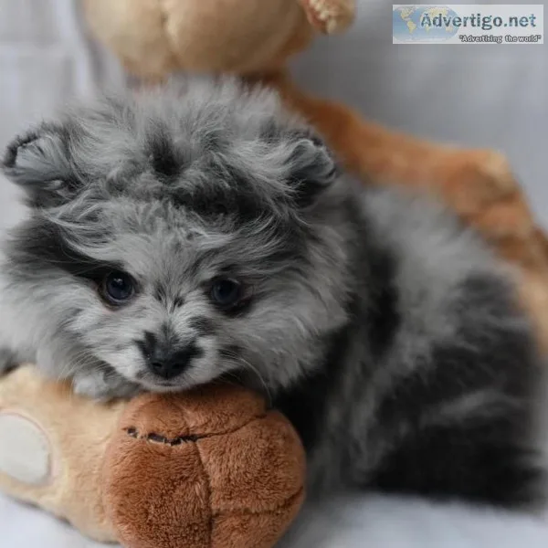 Pomeranian puppies for sale