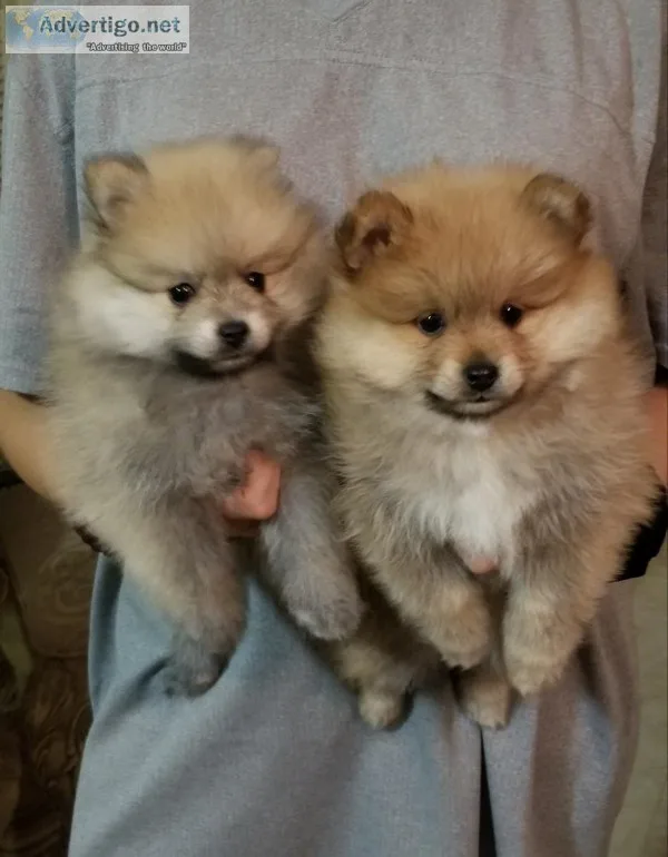 Pomeranians for sale