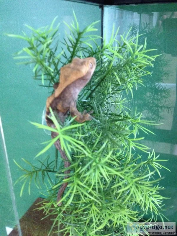 Crested Gecko looking for a good home