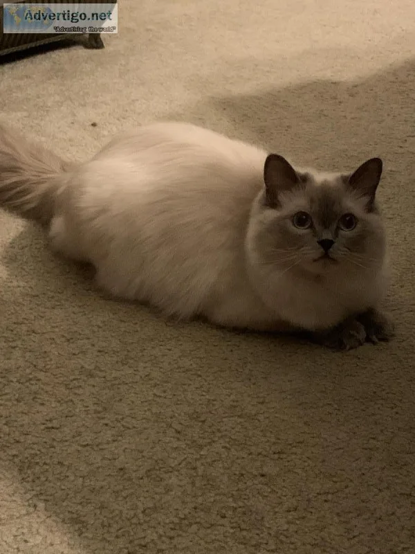 Rag doll