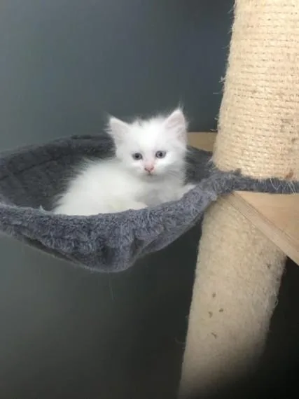 Stunning litter of rare munchkins ready for new homes