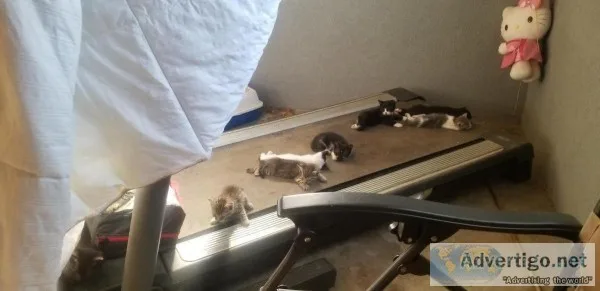 Free kittens only to GREAT home