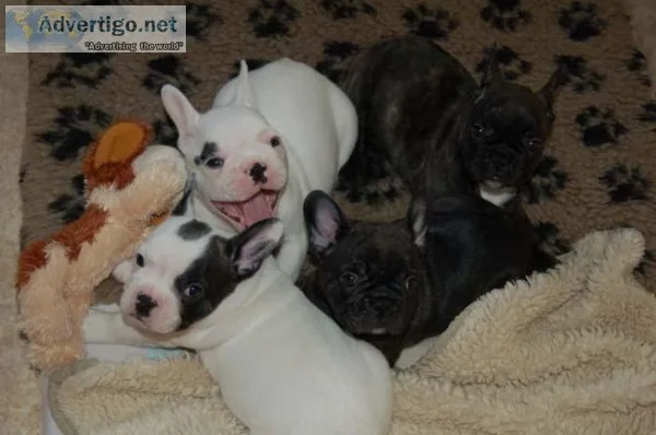 French Bulldog Pups
