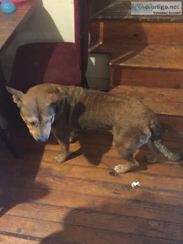 Free dog to a good home