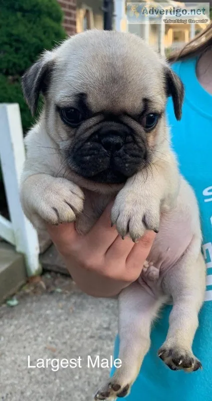 Frenchie Pugs