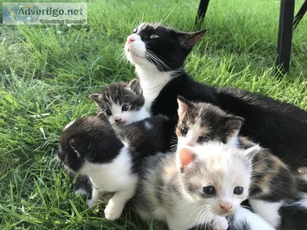 Adorable litter box trained kittens