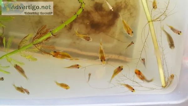 Goldfish