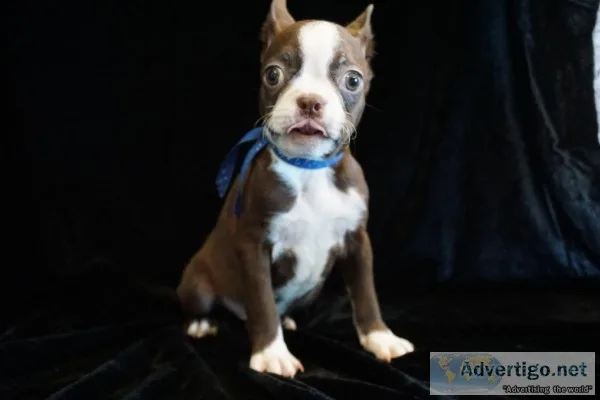Boston Terrier Puppies
