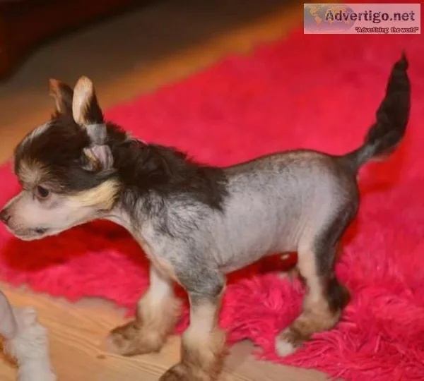 AKC HL Chinese Crested