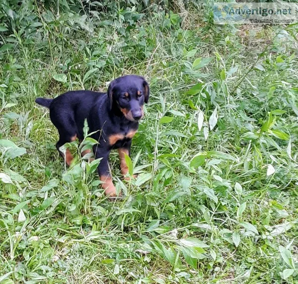 Akcckc duel doberman pinchers pedigree has DNA