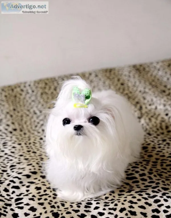 Mini maltese puppies. Male and female 12 wk old