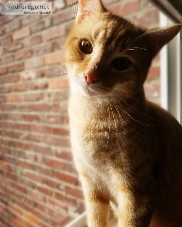 Orange 7.5 Month old cat