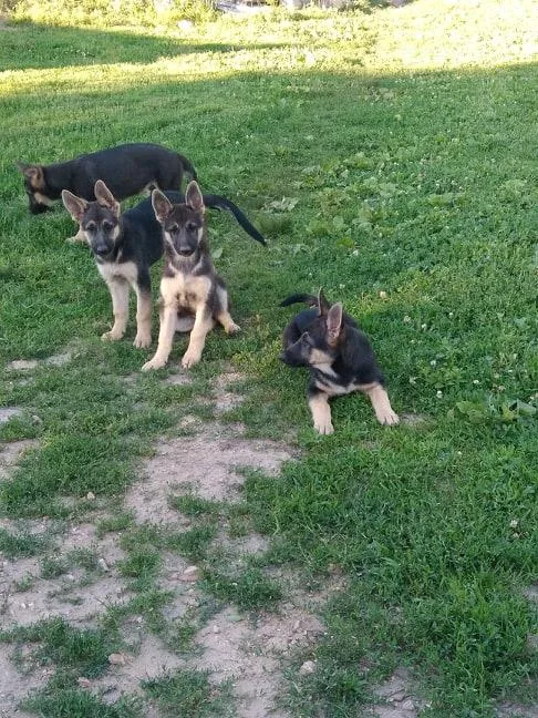 German Shepherd Puppies