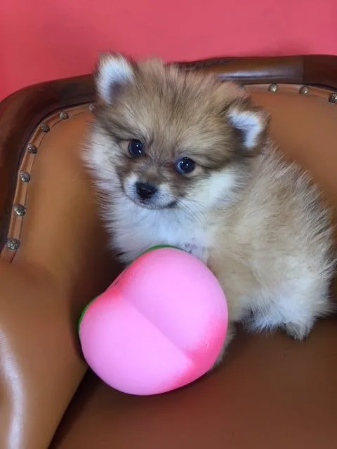 Pomeranian Puppies
