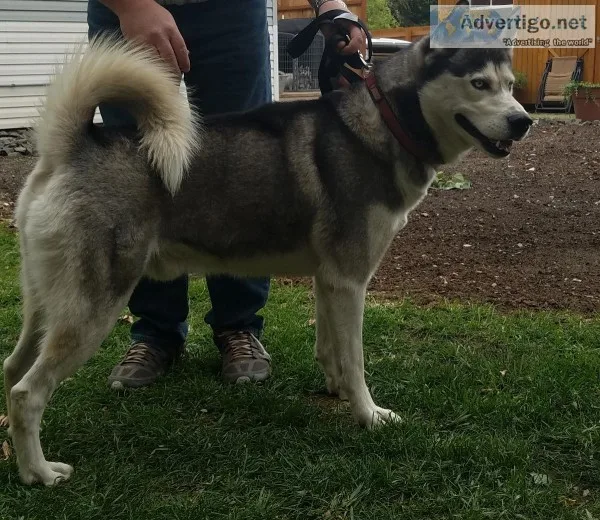 Siberian husky
