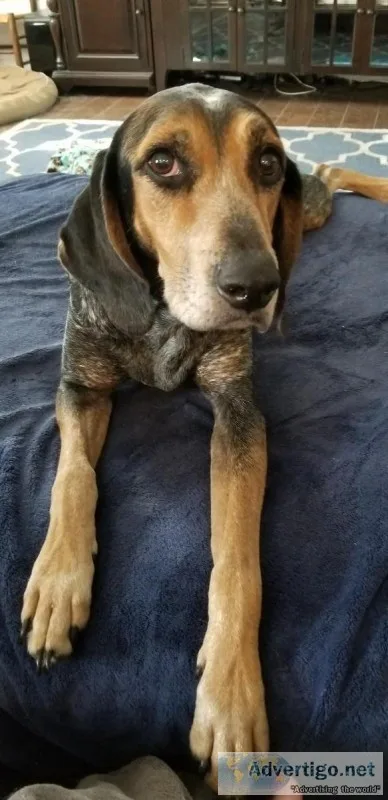 Free to a good home