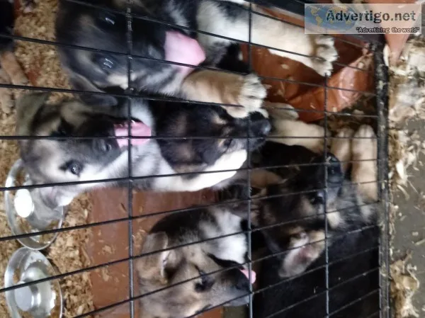 Purebred German Shepherd Puppies TAKING DEPOSITS