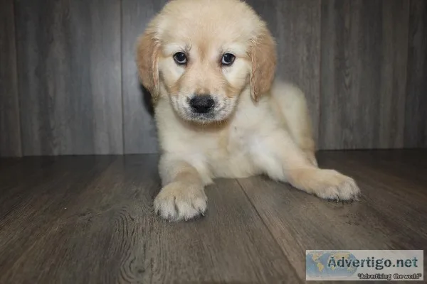 AKC Golden Retrievers