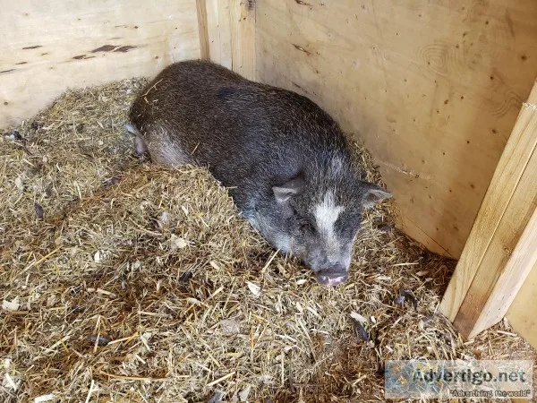 Pot belly pig
