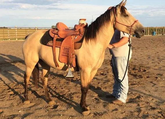 Q dun quarter mare horse