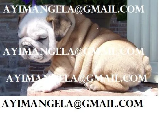 english bulldog av
