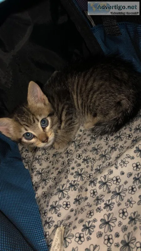 6 week old tabby kitten