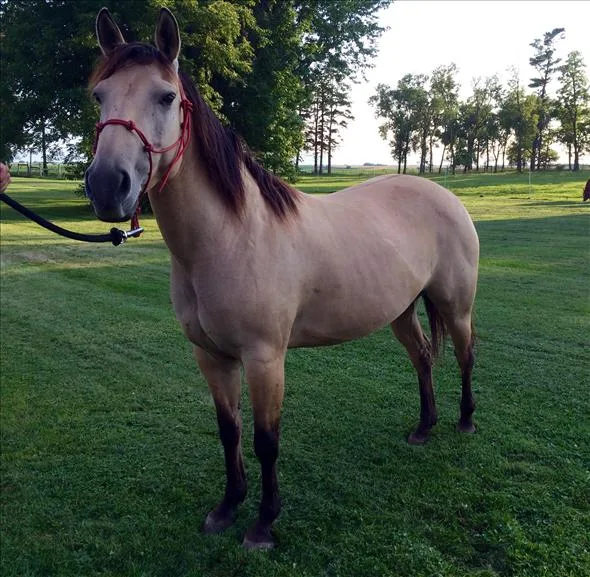 H dun quarter mare horse