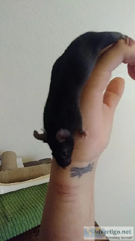 Mice and Cage for Sale