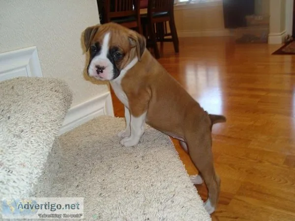 boxers puppy