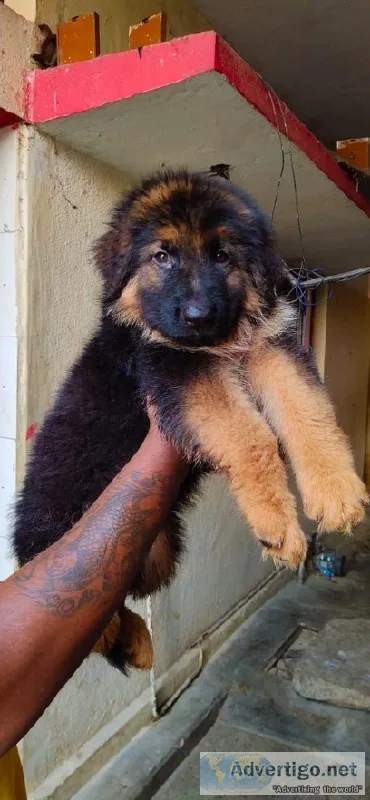 German shepherd male puppy for sale