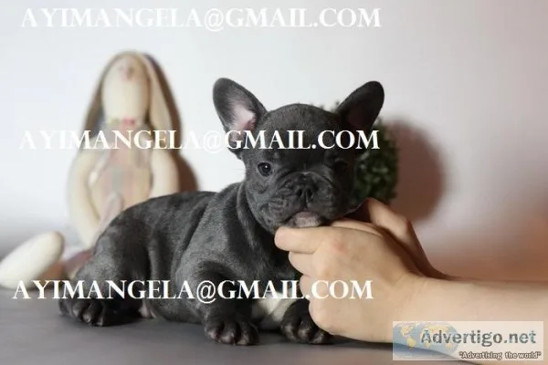 french bulldog av