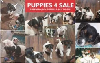 JACK RUSSELL TERRIER Puppies CKC JRTCA Pedigreed