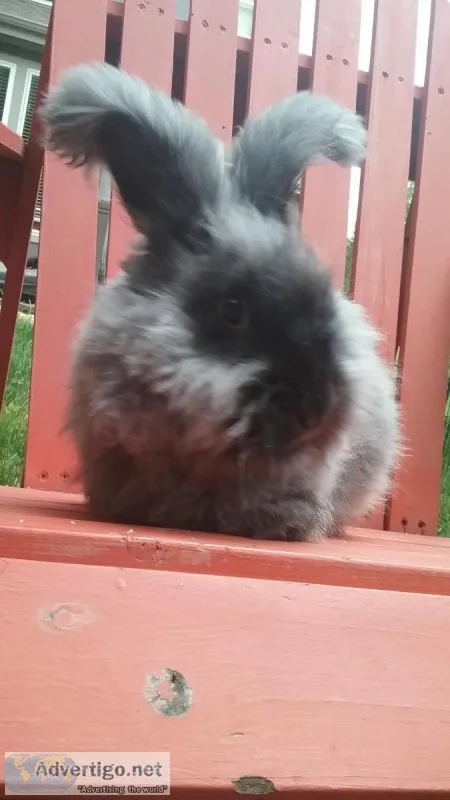 Fluffy and Cute English Angora Rabbits