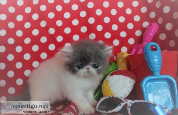 Persian kittens