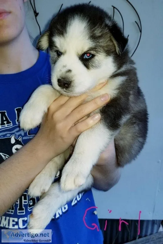 akc siberian husky puppies blue eyes.