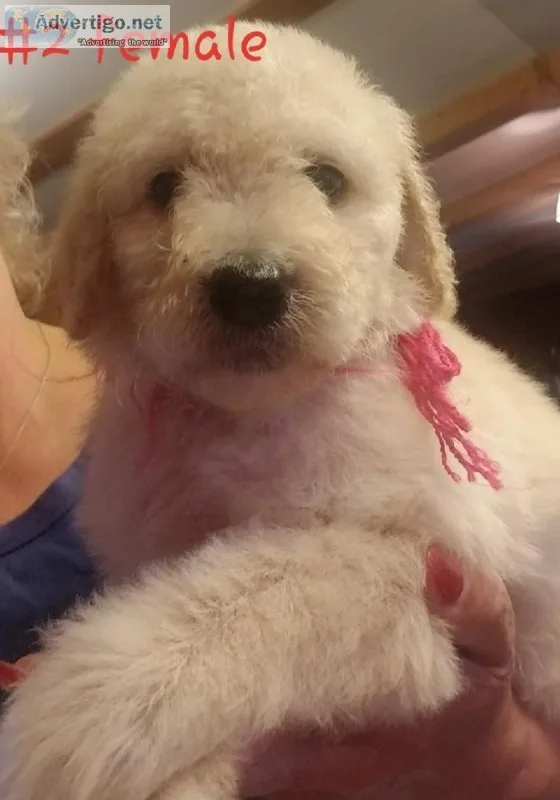 3 Standard Poodles