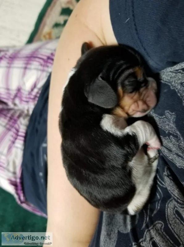 Beautiful Beagle Babies