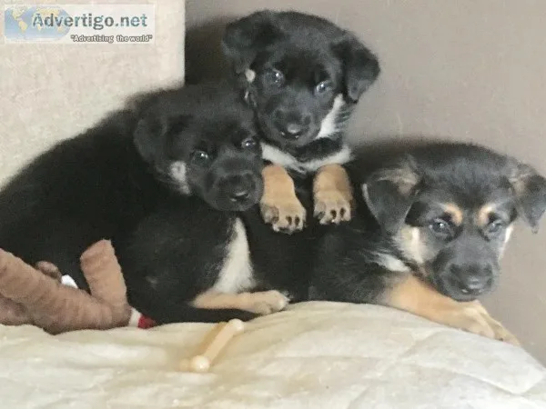 German Shep Pups 3 female 1 Male