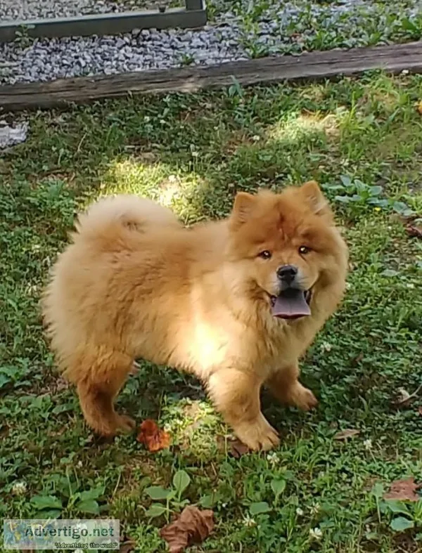 Chow puppy