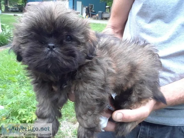 Shih-zu pup
