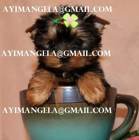 yorkie puppy