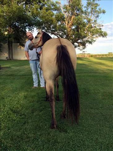 V dun quarter mare horse