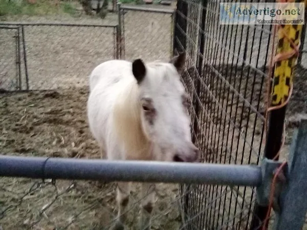 Beautiful white pony